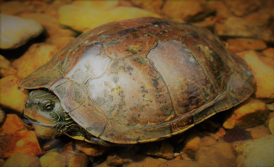 turtle-1